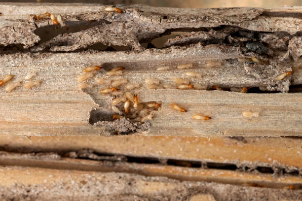 Best Flea Control Services  in Lumber City, GA